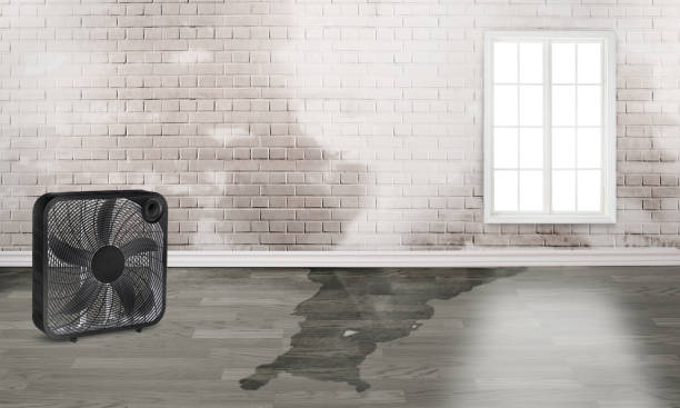 Best Professional water damage repair  in Central Park, WA